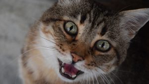 Verhaltenstherapie für Tiere: Katze miaut ständig fordert Aufmerksamkeit