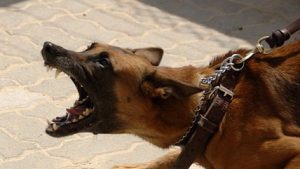 Einfluss der Fütterung auf Aggression von Hunden