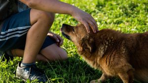 Hund hat Angst vor Kindern