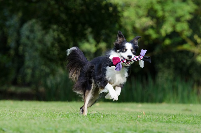 Hunde in der Pubertät