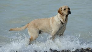 Labrador Retriever Wasser