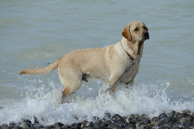 Labrador Retriever Wasser