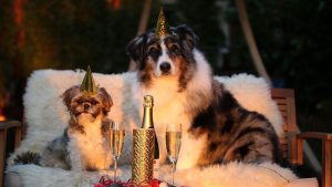 Angst vor Geräuschen und Silvester bei Hunden