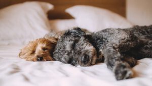 natürliche Mittel für Hunde an Silvester